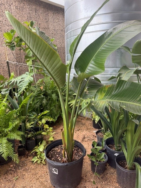4' Tall White Bird of Paradise Plant — Donated by Plantasia Texas